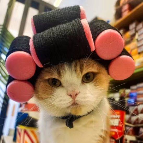 Déguisement pour chat en forme de perruque