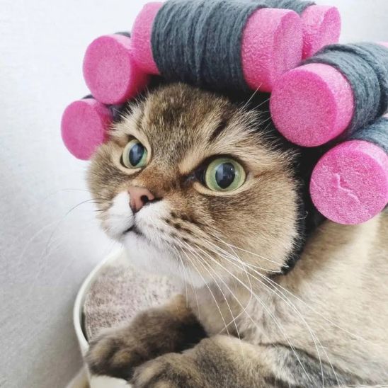 Déguisement pour chat en forme de perruque