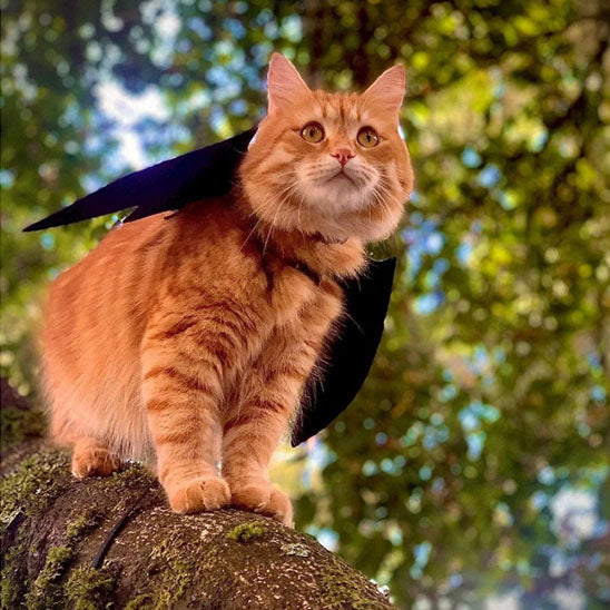 Déguisement pour chat