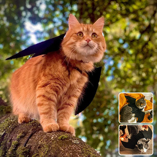 Déguisement pour chat