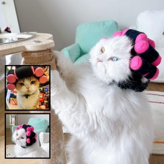 Déguisement pour chat en forme de perruque