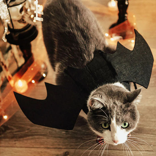 Déguisement pour chat