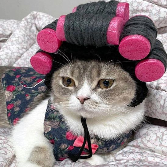 Déguisement pour chat en forme de perruque