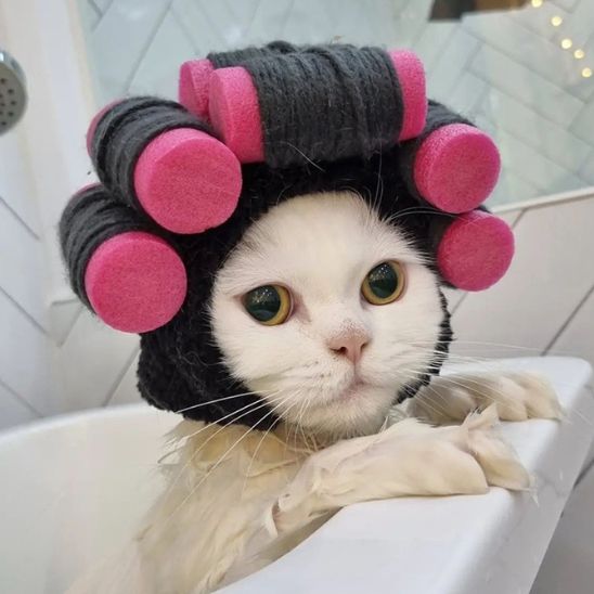 Déguisement pour chat en forme de perruque