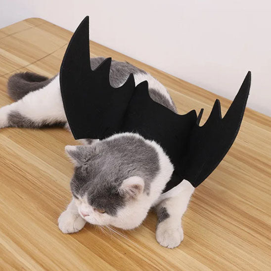 Déguisement pour chat