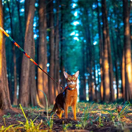 Ensemble harnais et laisse pour chat - universmiaou