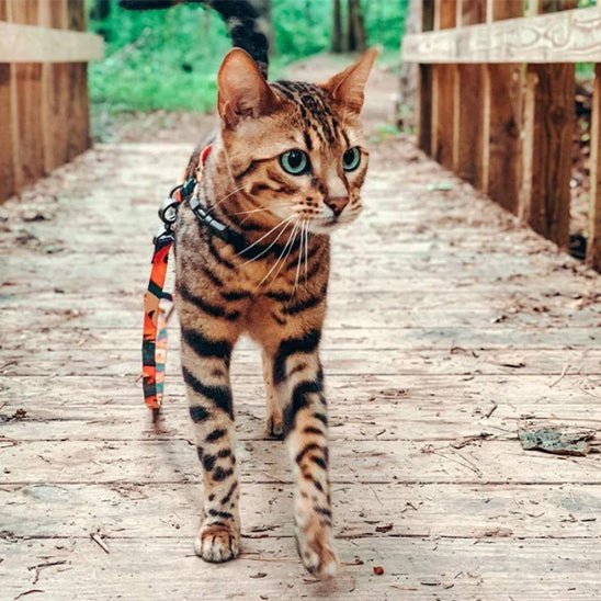Ensemble harnais et laisse pour chat - universmiaou