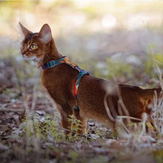 Ensemble harnais et laisse pour chat - universmiaou