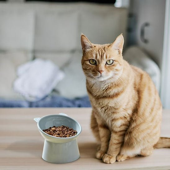 Gamelle anti - renversement pour chat - universmiaou