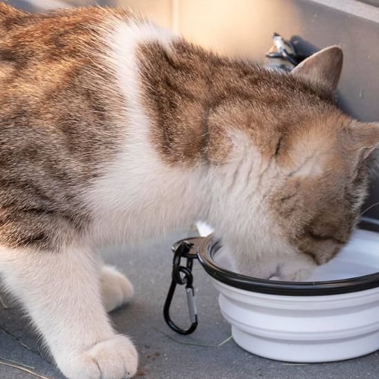 Gamelle de voyage pliable pour chat - universmiaou