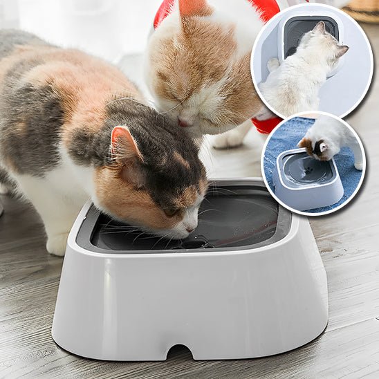 Gamelle d'eau anti - éclaboussures pour chat - universmiaou