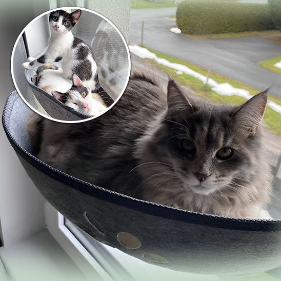 Hamac pour chat - universmiaou