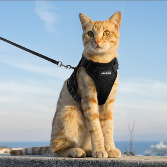 Harnais avec laisse pour chat - universmiaou