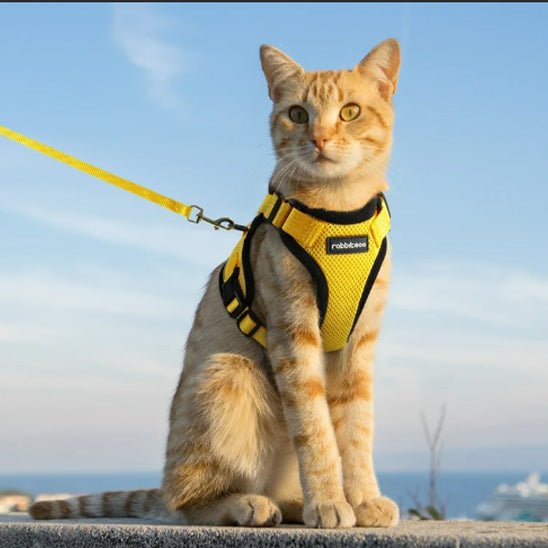 Harnais avec laisse pour chat - universmiaou