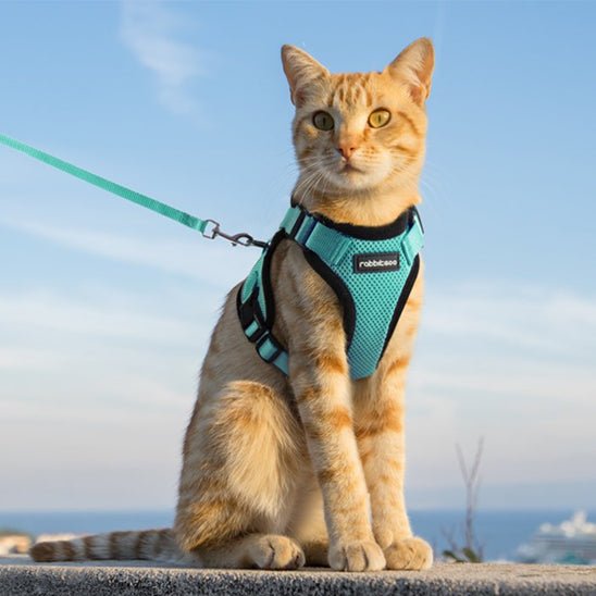 Harnais avec laisse pour chat - universmiaou
