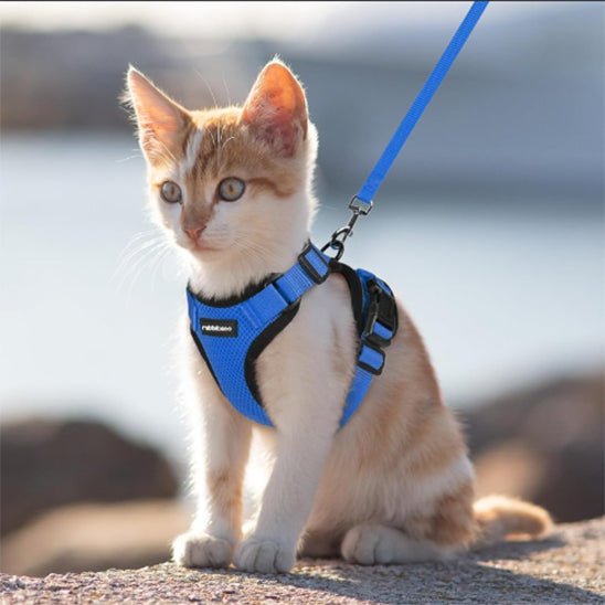 Harnais avec laisse pour chat - universmiaou