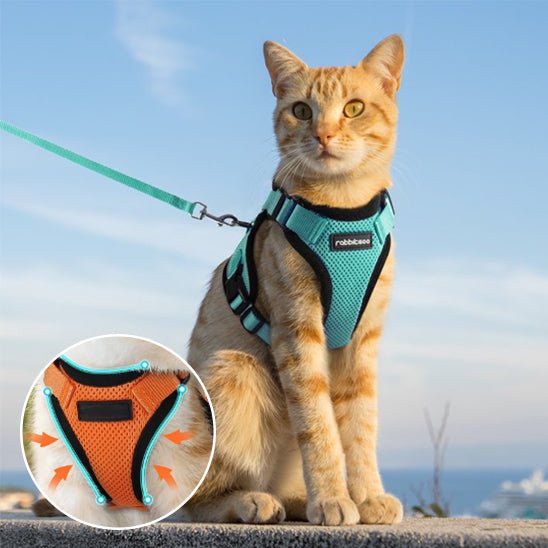 Harnais avec laisse pour chat - universmiaou