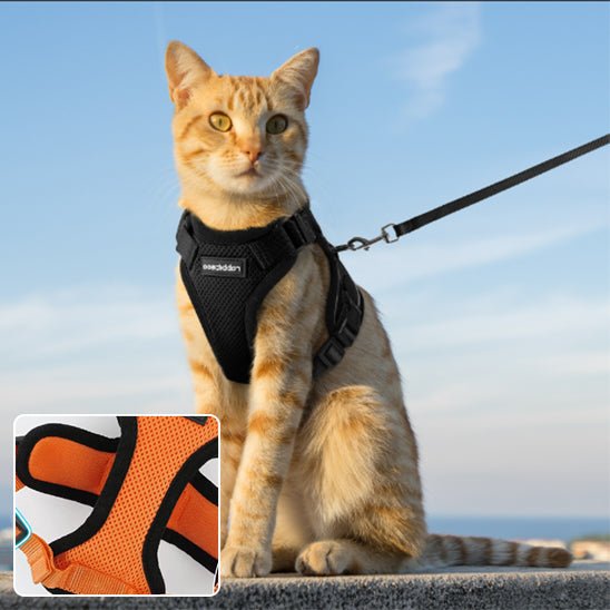 Harnais avec laisse pour chat - universmiaou