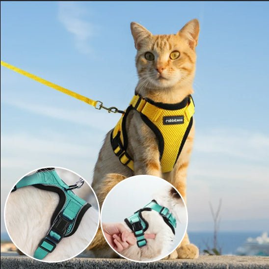 Harnais avec laisse pour chat - universmiaou