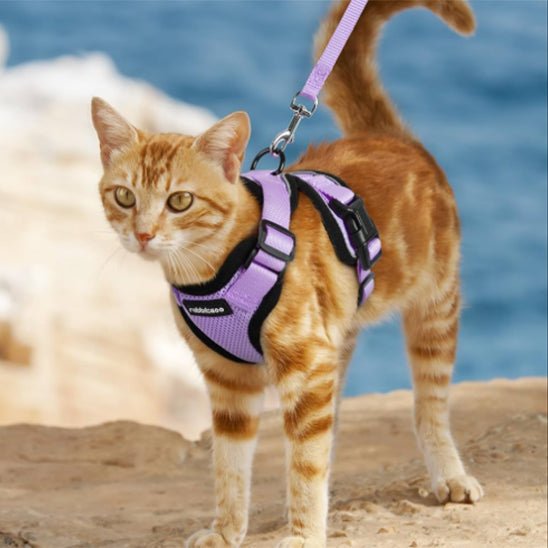 Harnais avec laisse pour chat - universmiaou