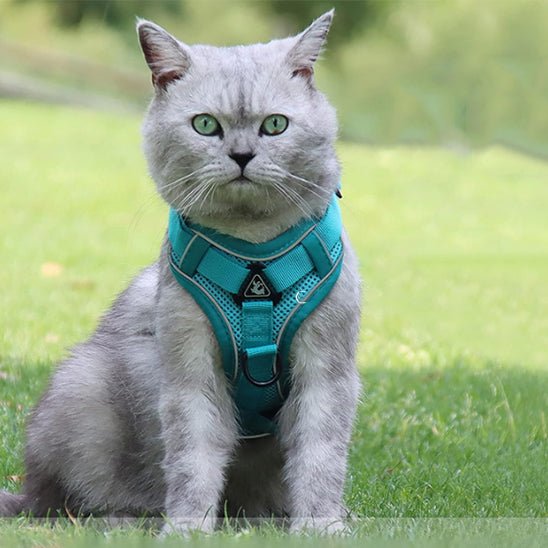 harnais et laisse réglable avec sangle de poitrine pour chat - universmiaou