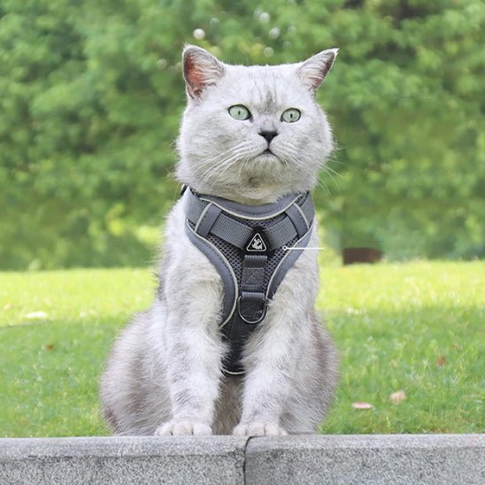 harnais et laisse réglable avec sangle de poitrine pour chat - universmiaou