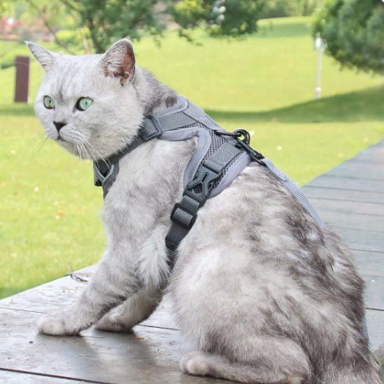 harnais et laisse réglable avec sangle de poitrine pour chat - universmiaou