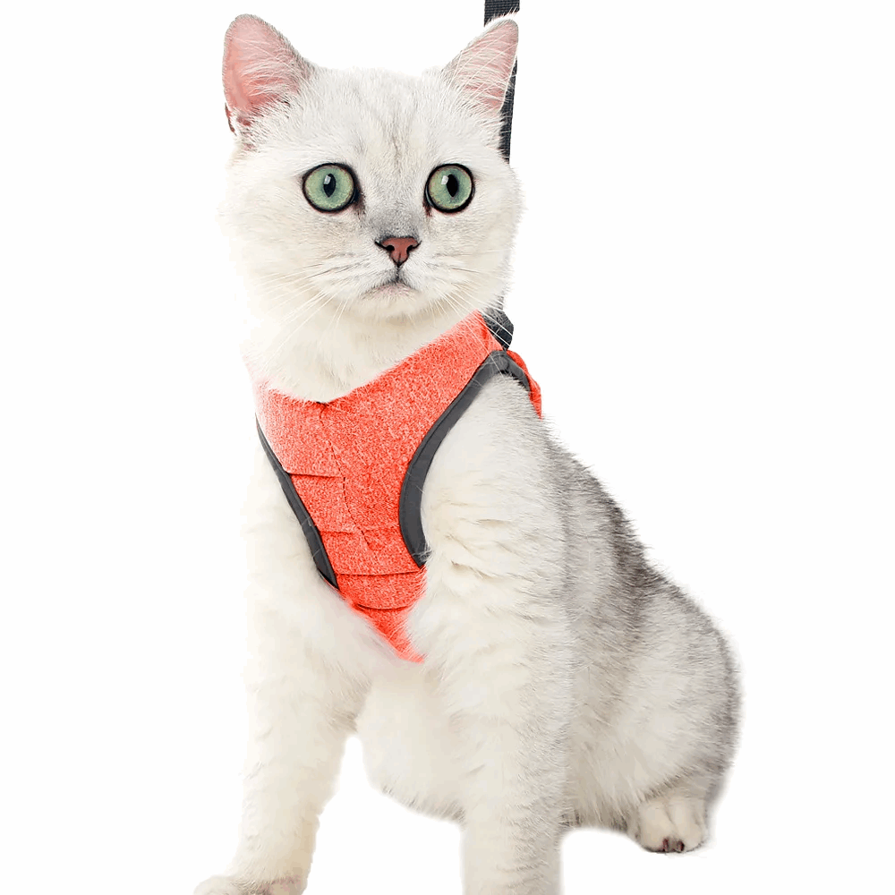 Harnais respirant de sécurité et anti - évasion pour chat - universmiaou