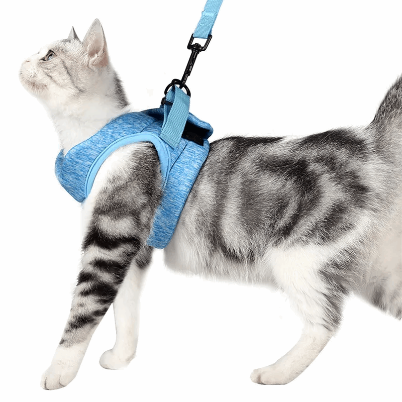 Harnais respirant de sécurité et anti - évasion pour chat - universmiaou