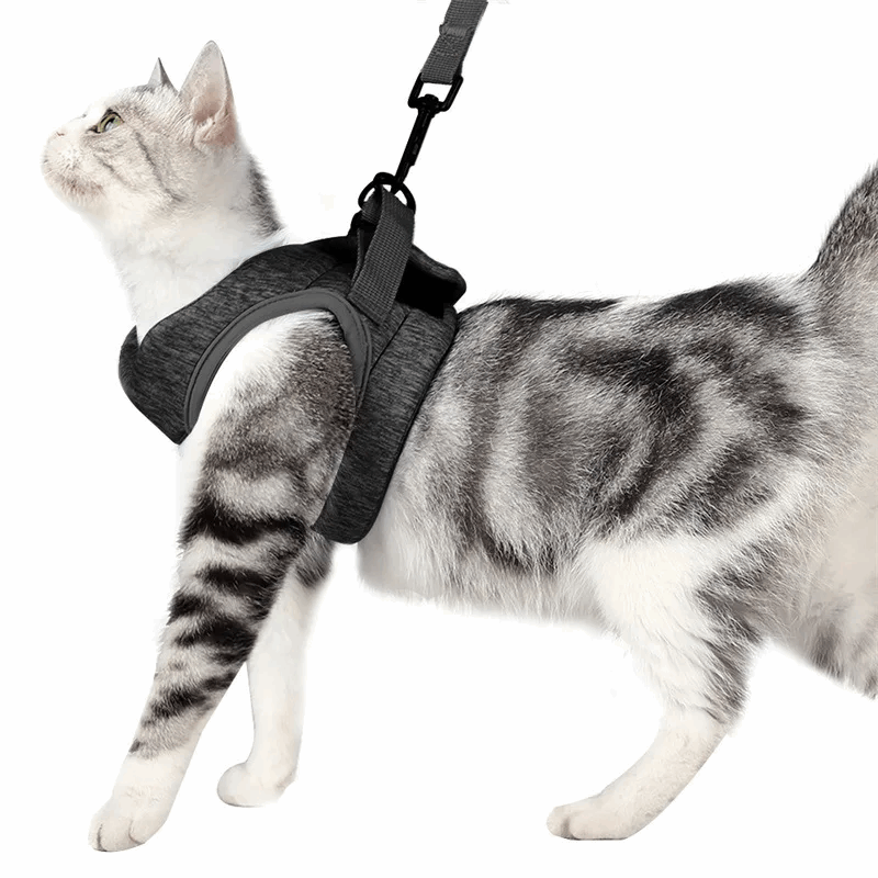 Harnais respirant de sécurité et anti - évasion pour chat - universmiaou