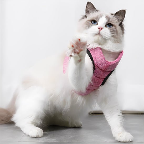 Harnais respirant de sécurité et anti - évasion pour chat - universmiaou