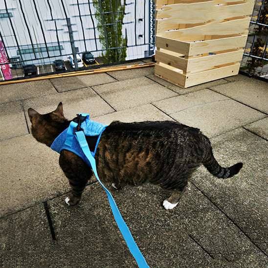 Harnais respirant de sécurité et anti - évasion pour chat - universmiaou