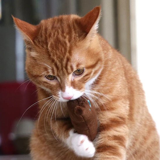 Jouet à mâcher rempli d'herbe à chat - universmiaou