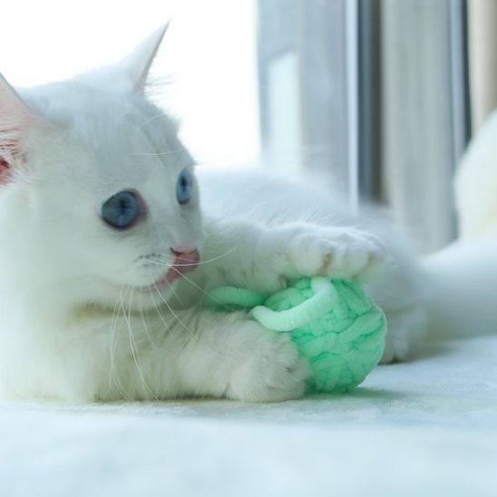 Jouet interactif en fil de laine colorées pour Chats - universmiaou