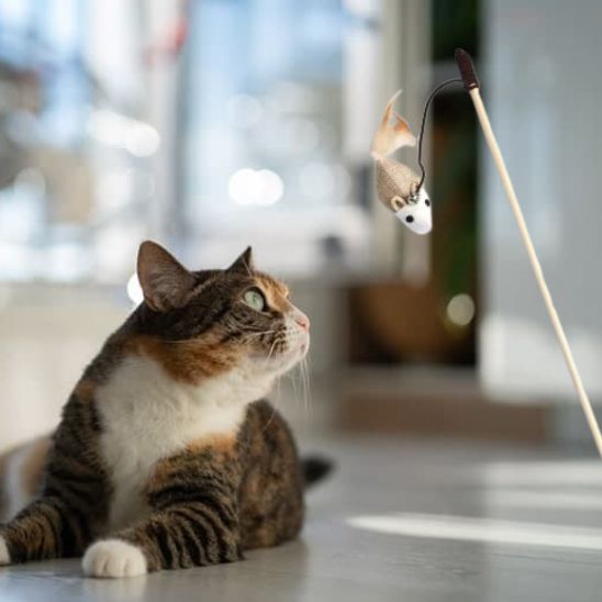 Jouet interactif pour chat avec plumes - universmiaou