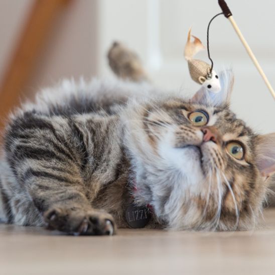 Jouet interactif pour chat avec plumes - universmiaou
