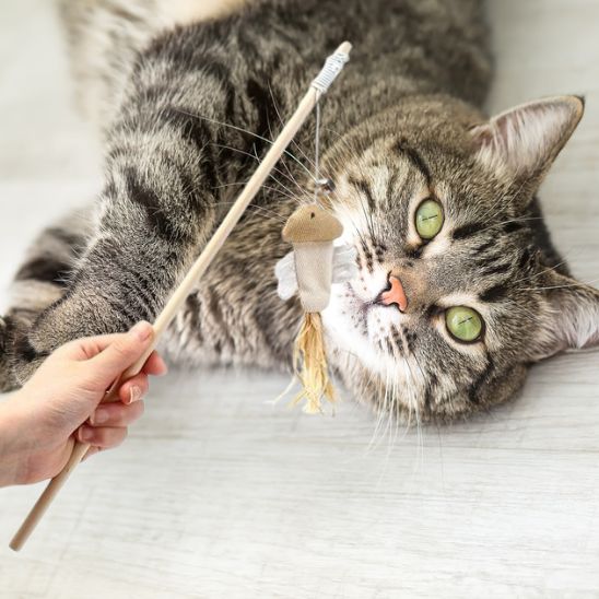 Jouet interactif pour chat avec plumes - universmiaou