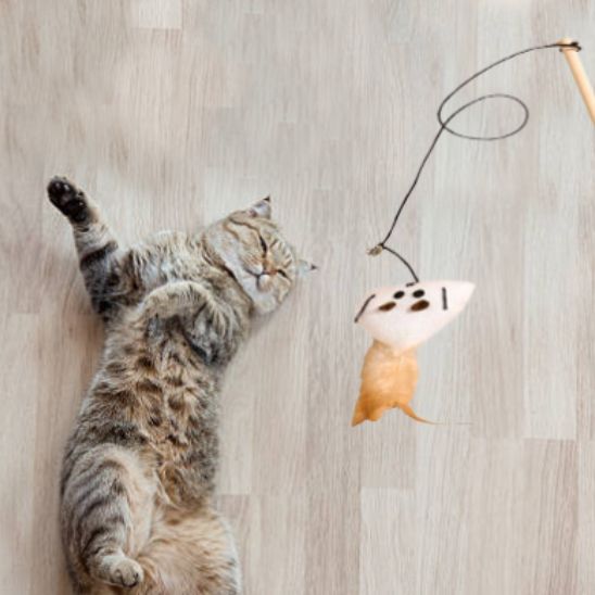 Jouet interactif pour chat avec plumes - universmiaou