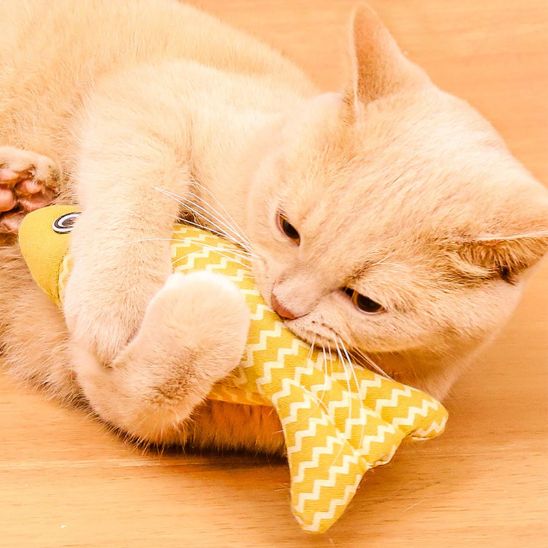 Jouet poisson interactif pour chat - universmiaou