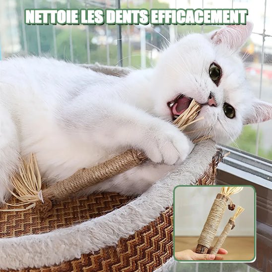 Jouets molaires de chat en bois naturel - universmiaou