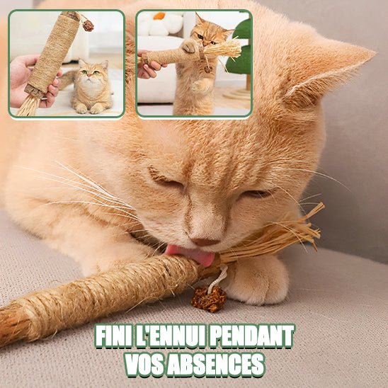 Jouets molaires de chat en bois naturel - universmiaou