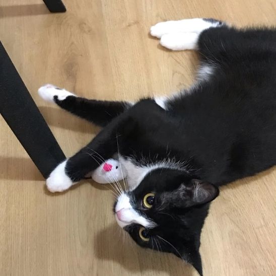 Jouets pour chat en peluche - universmiaou