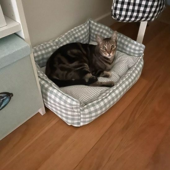 panier moyen et doux pour chat - universmiaou