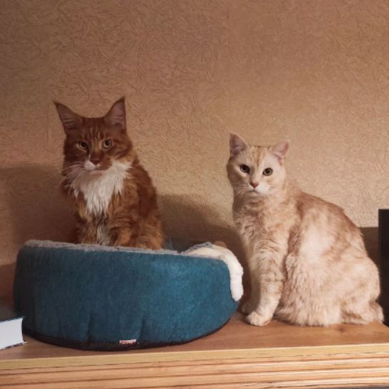 panier pour chat - universmiaou