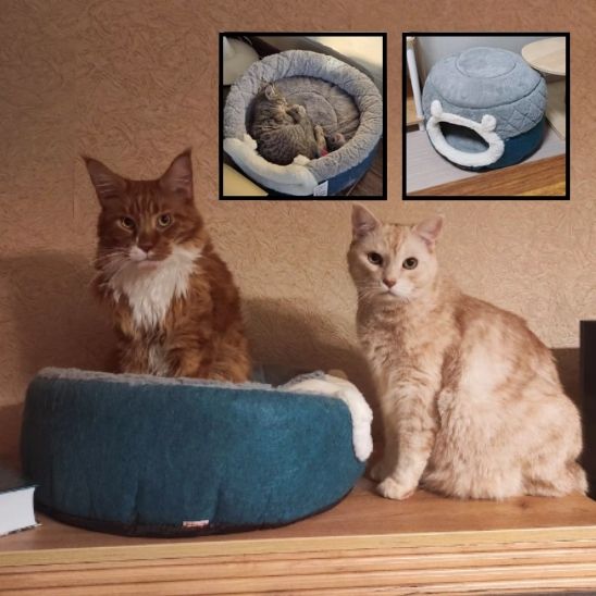 panier pour chat - universmiaou