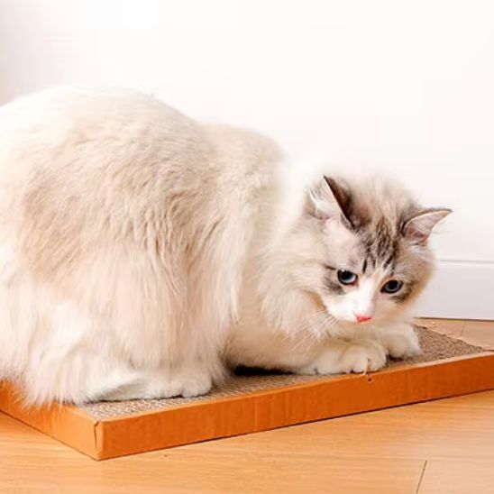 Planche à gratter amusantes pour chat - universmiaou
