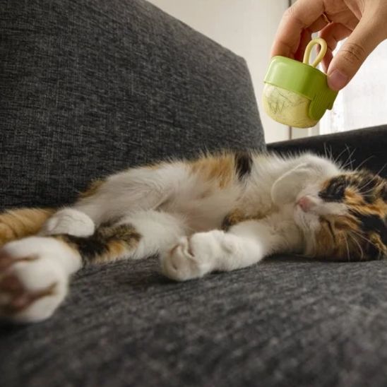 Rouleau anti - peluche pour poils de chats - universmiaou