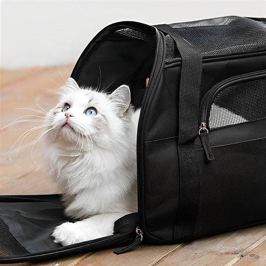 sac transport chat - universmiaou