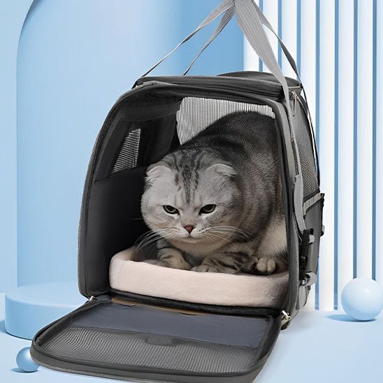 sac transport chat - universmiaou
