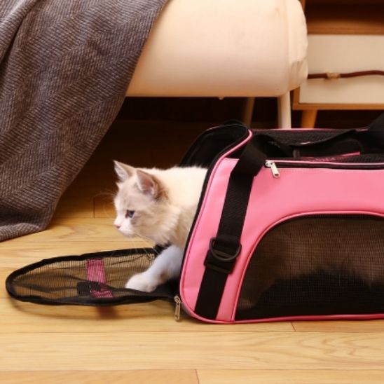 sac transport chat - universmiaou
